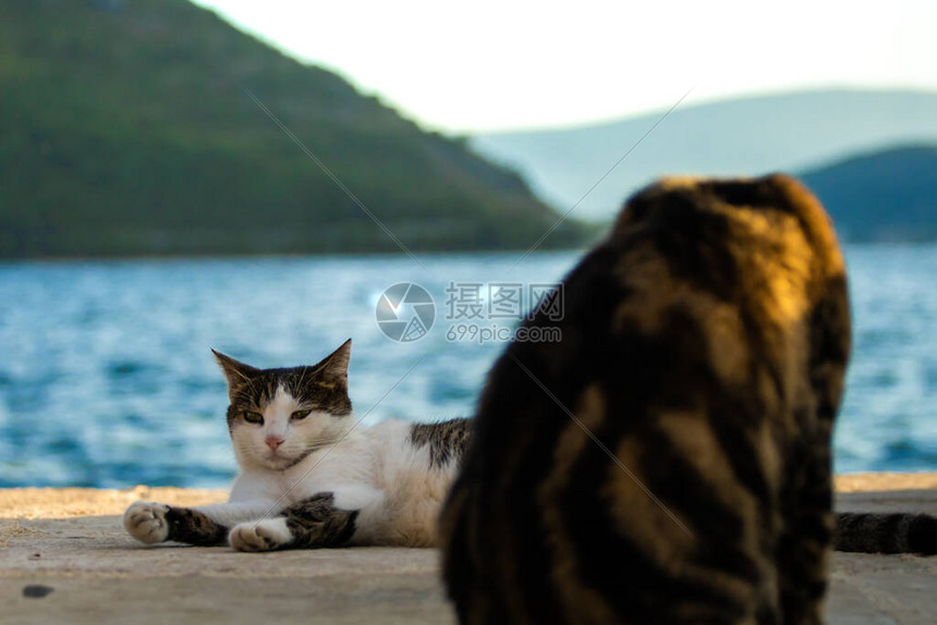 猫是黑山海城的栖息者图片