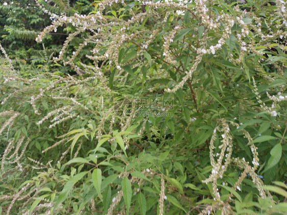 Buddlejaasiatica嫩落叶灌木植物图片