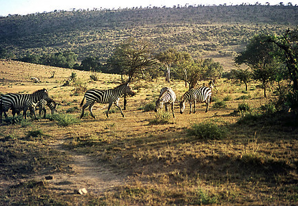 斑马在非洲大草原放牧图片