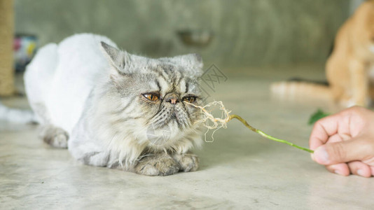 灰色条纹波斯猫和印度acalypha的根图片