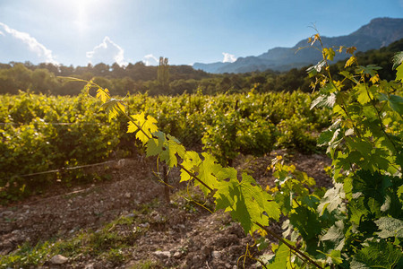 成熟的绿葡萄葡萄藤山丘上一排的酒厂种植园种植作物的概念葡萄酒创作阶段图片