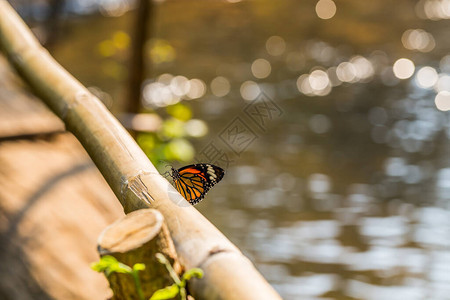 蝴蝶和水的散景图片