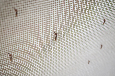 许多蚊子在昆虫网线屏幕上的蚊子关闭图片