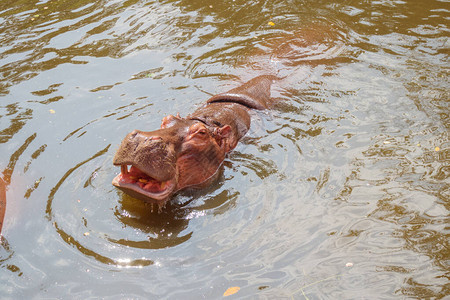 常见河马Hippopopotomusamphibius图片