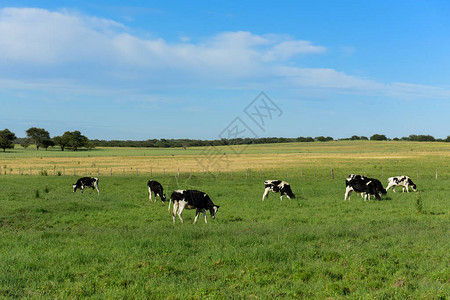与小牛放牧的母牛拉潘帕阿根廷图片