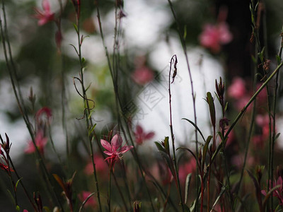 粉红色的花紫荆杂色开花植物豆科植物常见的名称包括兰花树美丽的图片