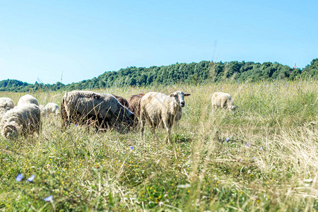 羊在草地上放牧乡村景观图片