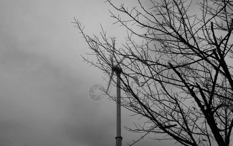 干枯的大树是死寂的风车在后面旋转黑图片