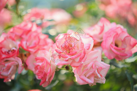 花园里美丽的粉红玫瑰花图片