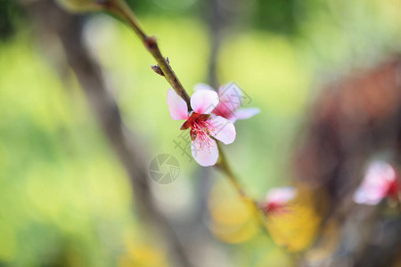 梅花开关闭图片