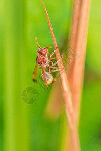 Hymenoptera被归类为蜜蜂昆虫图片