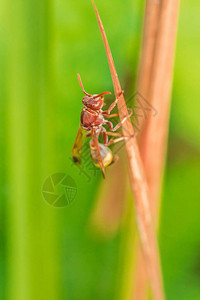 Hymenoptera被归类为蜜蜂昆虫图片