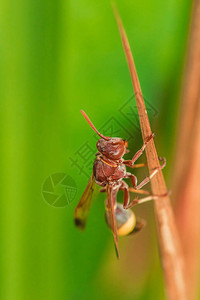 Hymenoptera被归类为蜜蜂昆虫图片