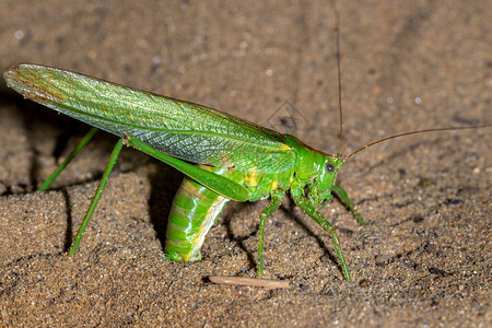 在沙子里产卵的大绿色丛林蟋蟀图片素材