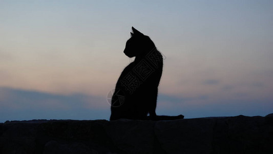 夕阳天空下的黑猫剪影图片