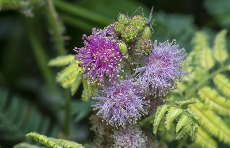 MimosaInvisa巨型敏感植物巨背景图片