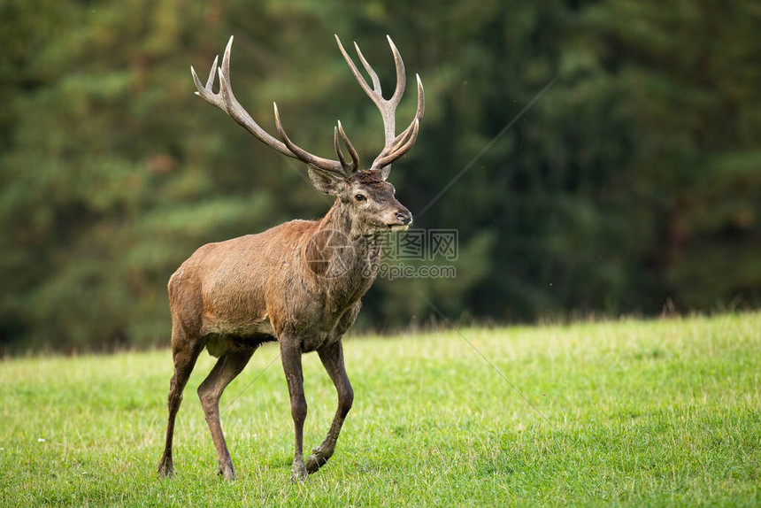 雄鹿豪赌换来杜兰特组建三巨头新赛季剑指东部王座