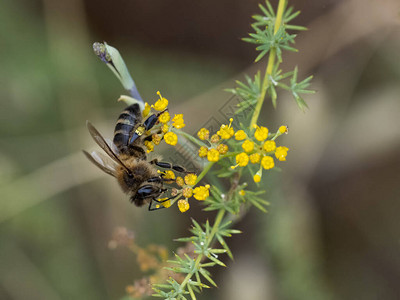 蜜蜂从花中吸食花蜜图片
