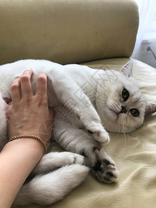 一只绿眼睛的小白猫躺在皮沙发上猫想和它的主人一起玩男人的手抓挠着猫柔软蓬松的腹部这只猫的爪子上有柔图片