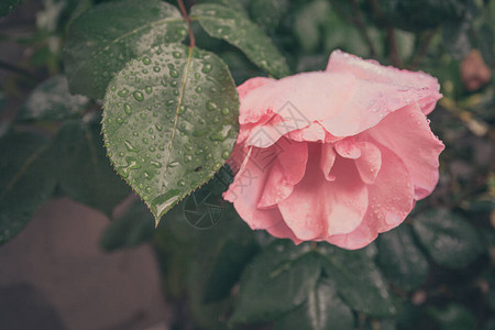 鲜开的玫瑰花图片