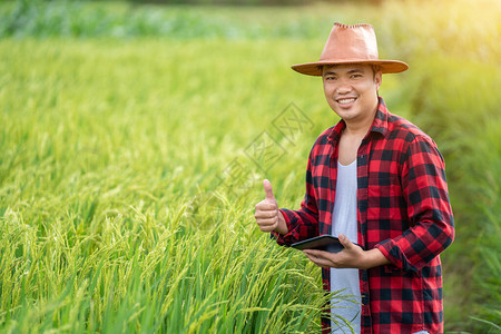 亚洲年轻农民正在使用研究平板电脑并研究田间水稻品种的发展并竖起大拇指图片