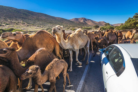 走在摩洛哥路的骆驼群背景图片