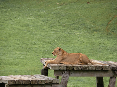 狮子座在坎塔布里亚卡巴尔塞诺自然公园的木制平台上休息和图片