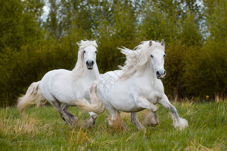 两匹白色马一起在野外奔跑图片