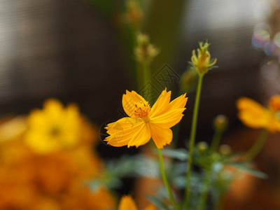 硫化宇宙或黄色宇宙复合花在园的艺春天图片