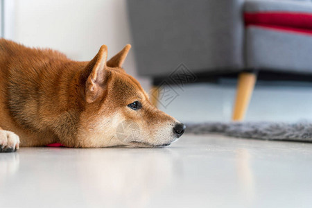 柴犬睡在客厅的灰色沙发和地毯上图片