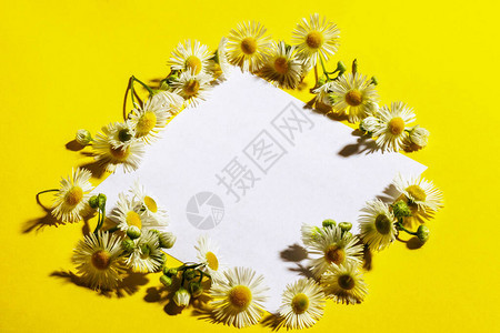 白纸贺卡请柬婚礼生日模拟场景装饰花卉成分关闭黄色和白色甘菊的图片