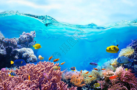 沿海水域的五颜六色的热带鱼生活在珊瑚礁中海底世界的动图片
