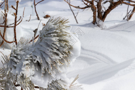 冰雪覆盖在模糊的自然背景上的雪松枝图片