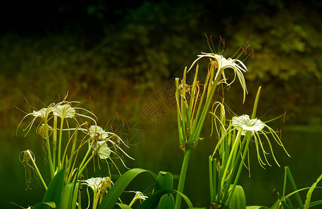 深绿色自然背景的白花图片