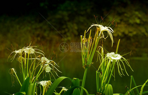 深绿色自然背景的白花图片