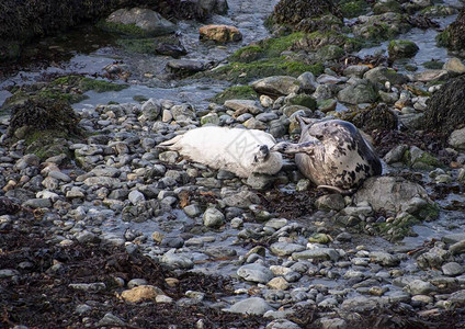 大西洋灰海豹Pembrokeshire图片
