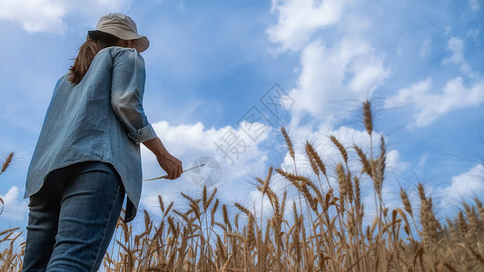 女农民在夏季收获大麦田期间收集农业数据图片