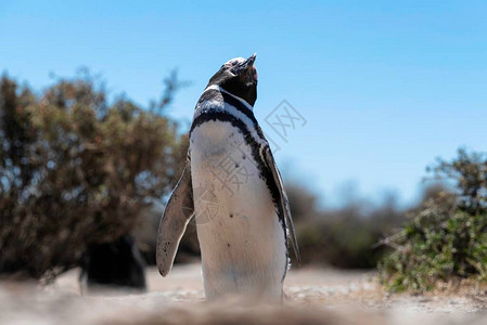 美丽的麦哲伦企鹅和犰狳自由栖息在阿根廷马德林港附近巴塔哥尼亚北部的一个自然公园中作为自然保护区公园的联合国教科文图片