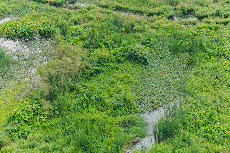 湿地生态或绿色植物在图片