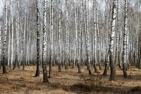 Birch树春天的Birch森林带birches的全景图片