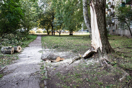 在暴风雨中破碎的树公园和街道危图片