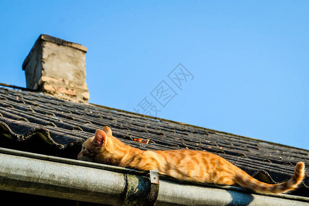 一只美丽的姜猫坐在屋顶上在夏图片