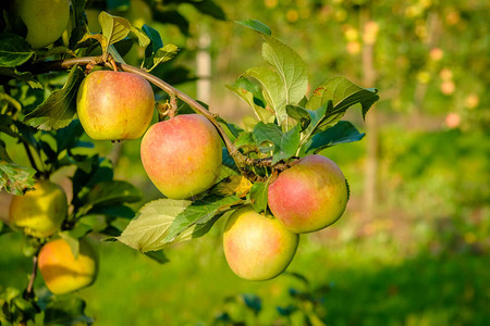 秋天在苹果园的美丽的苹果图片