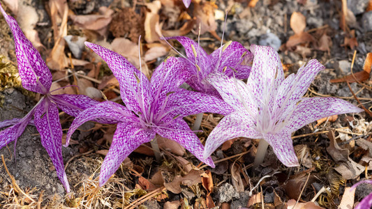 aloevera一种药用植物高清图片绿色草本药用植物高清图片药用植物的