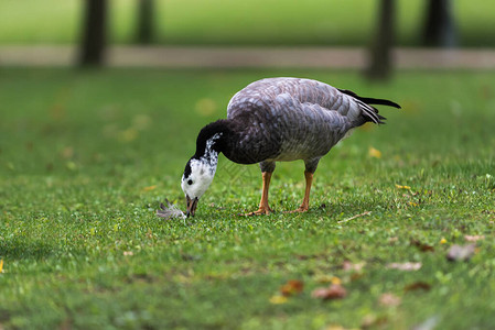 黑白鸭藤壶鹅黑雁草地图片素材