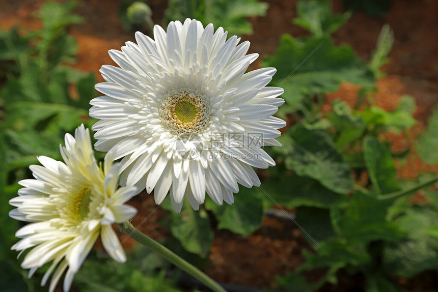 温室里种植的新鲜非洲菊花图片