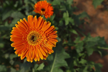 温室里种植的新鲜非洲菊花高清图片