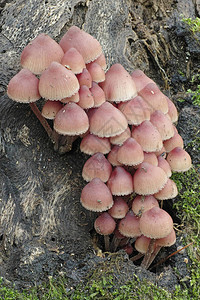 旧树干上的一组小蘑菇图片