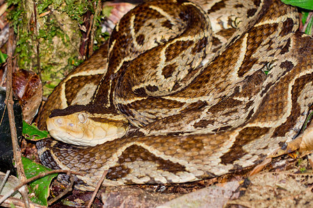 Ferdelance毒蛇Terciopelo毒蛇Bothropsasper热带雨林哥斯达黎加图片