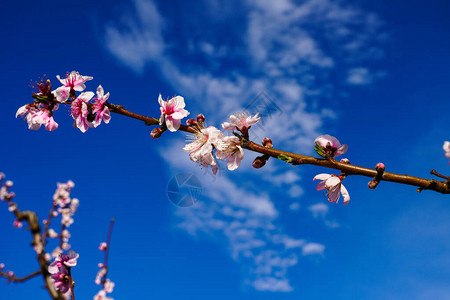 CiezaLaTorre的桃花在穆尔西亚地区拍摄的桃树开花桃树李树和油图片